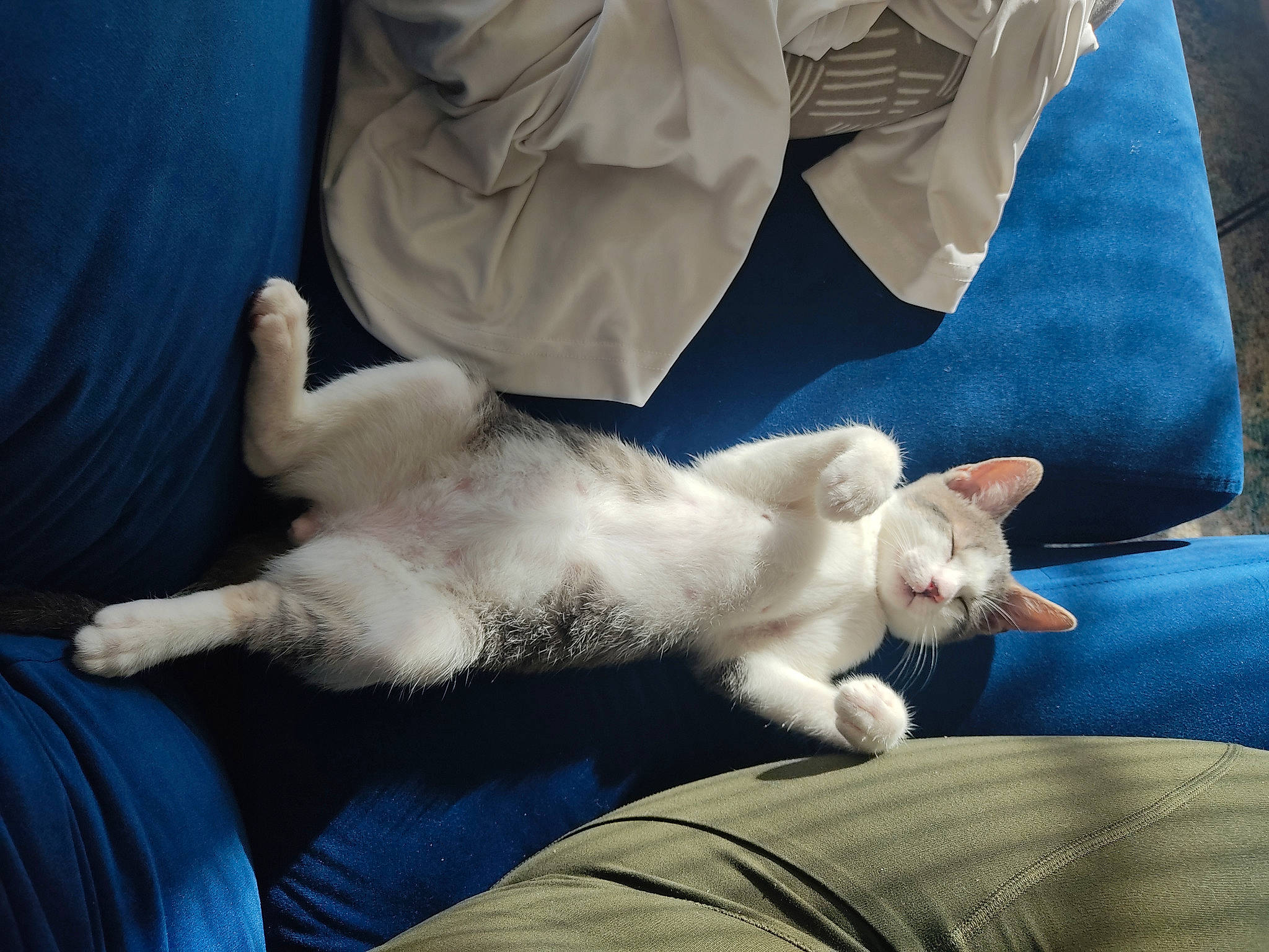 Mandu joined the competition — help win amazing prizes! bed, carnivore, cat, claw, comfort, companion_dog, couch, dog_breed, domestic_short_haired_cat, fawn, felidae, foot, fur, human_leg, lap, linens, paw, small_to_medium_sized_cats, tail, whiskers