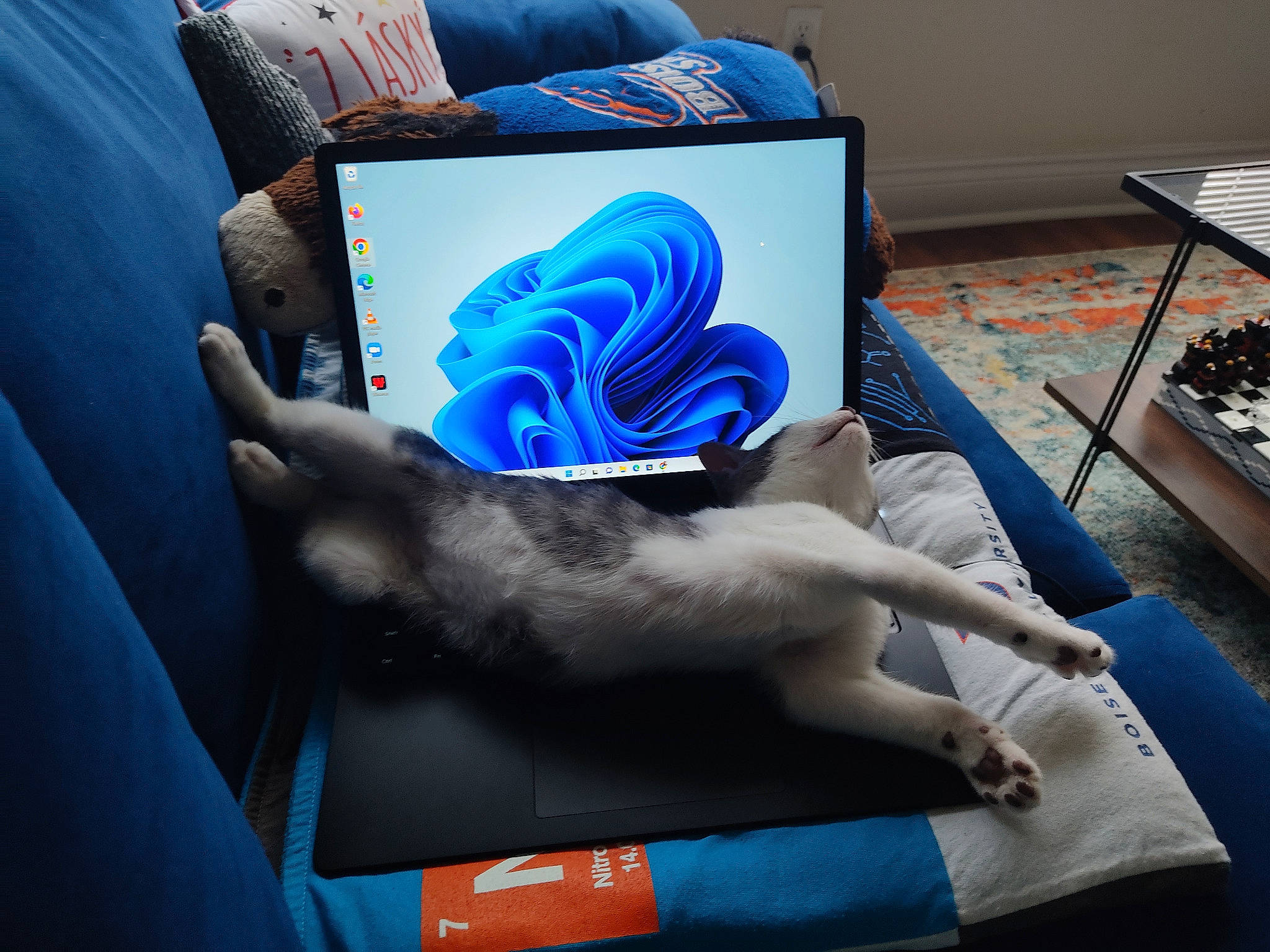 Mandu is registered to the contest to win money with this photo: art, automotive_design, blue, carmine, carnivore, cat, comfort, electric_blue, felidae, gadget, gesture, human_leg, lap, nail, small_to_medium_sized_cats, table, tail, visual_arts, whiskers, wrist