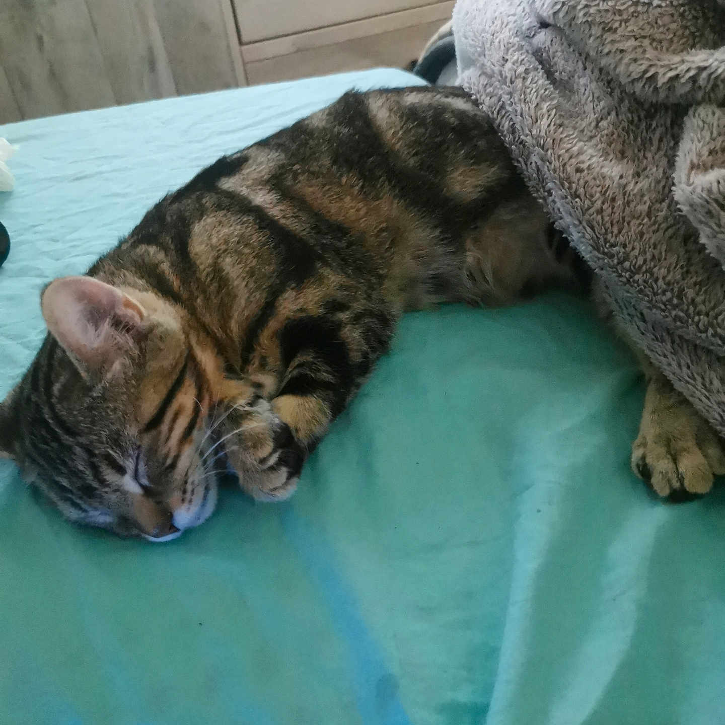Tigrou participe au concours pour gagner de l'argent avec cette photo : animal, bed, blanket, cat, comfortable, cozy, cute, domestic_animal, feline, fur, indoor, napping, paw, pet, quiet, relaxation, resting, sleeping, striped, tabby