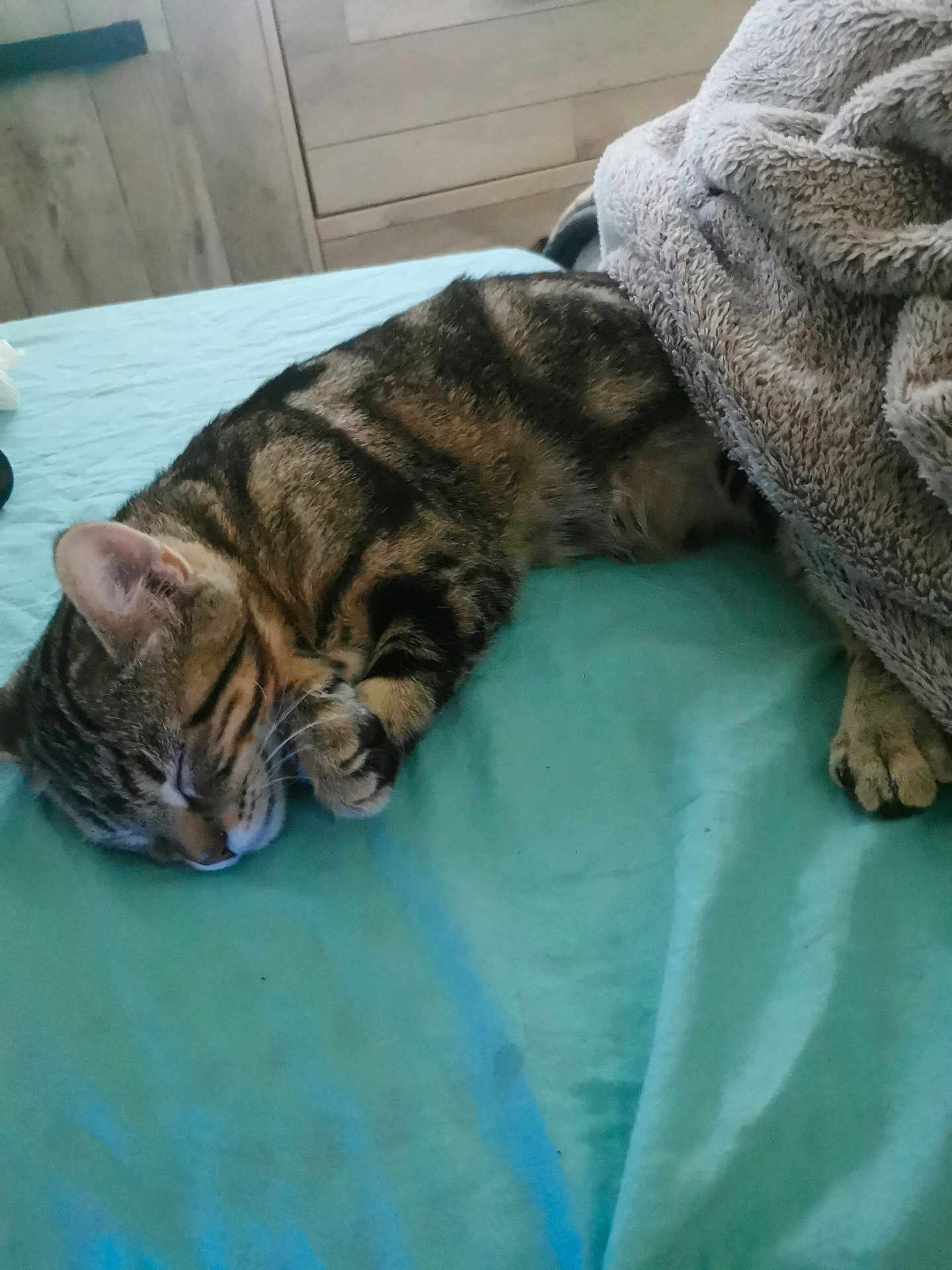 Tigrou