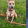 dog, leash, grass, outdoor, pet, animal, canine, happy, tongue_out, field, nature, collar, sitting, ears_up, brown_dog, adoption, refuge, greenery, playful, cute