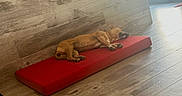 Iska participe au concours pour gagner de l'argent avec cette photo : animal, calm, canine, cozy, dog, door, flooring, home, indoor, natural_light, peaceful, pet, quiet, red_cushion, relaxing, resting, sleeping, sunlight, wood_floor, wood_wall