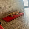 animal, calm, canine, cozy, dog, door, flooring, home, indoor, natural_light, peaceful, pet, quiet, red_cushion, relaxing, resting, sleeping, sunlight, wood_floor, wood_wall