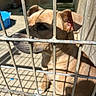 Iska participe au concours pour gagner de l'argent avec cette photo : animal, caged, concrete, daylight, dog, ears, enclosure, fence, kennel, metal, outdoor, pet, quiet, resting, shadow, shelter, side_view, snout, sunlight, tan_dog