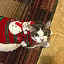Auggie is registered to the contest to win money with this photo: cat, pet, animal, indoor, floor, rug, tile, sweater, holiday, christmas, festive, red, white, gray, cute, looking_up, whiskers, ears, fur, domestic_cat