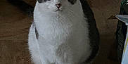 Auggie joined the competition — help win amazing prizes! cat, animal, pet, white, gray, fur, sitting, floor, tile, indoor, curious, wide_eyes, looking, cute, mammal, whiskers, ears, tail, domestic, feline