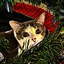 Auggie joined the competition — help win amazing prizes! cat, christmas_tree, greenery, holiday, curious, pet, animal, whiskers, eyes, face, close_up, festive, decorations, indoor, nature, cute, feline, tree_branches, holiday_season, background
