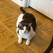 Auggie is registered to the contest to win money with this photo: cat, gray_and_white, indoor, floor, tile, door, pet, animal, feline, cute, looking_at_camera, sitting, whiskers, ears, tail, domestic_cat, curious, household, fur, eyes