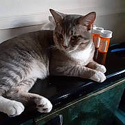 Champ is registered to the contest to win money with this photo: animal, calm, cat, closeup, container, domestic_cat, ears, feline, fur, gray_cat, indoor, medicine, pet, prescription_bottles, relaxed, resting, side_view, table, whiskers, white_paws