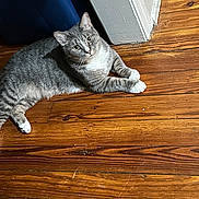 Champ joined the competition — help win amazing prizes! cat, gray_cat, tabby, white_paws, wooden_floor, indoor, pet, animal, relaxed, looking_up, flooring, domestic_cat, feline, curious, resting, home, corner, wall, blue_object, household