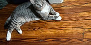 Champ joined the competition — help win amazing prizes! animal, blue_object, cat, corner, curious, domestic_cat, feline, flooring, gray_cat, home, household, indoor, looking_up, pet, relaxed, resting, tabby, wall, white_paws, wooden_floor