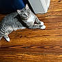 cat, gray_cat, tabby, white_paws, wooden_floor, indoor, pet, animal, relaxed, looking_up, flooring, domestic_cat, feline, curious, resting, home, corner, wall, blue_object, household