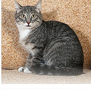 Champ joined the competition — help win amazing prizes! cat, tabby, gray_cat, white_paws, white_chest, sitting, alert, curious, wide_eyes, indoor, carpet, feline, pet, animal, fur, whiskers, ears, tail, closeup, looking