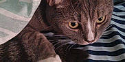 Champ joined the competition — help win amazing prizes! animal, blanket, cat, closeup, cozy, curious, cute, domestic_cat, ears, feline, fur, gray_cat, indoor, pet, relaxed, resting, soft_texture, striped_fabric, whiskers, white_paw