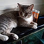 Champ is registered to the contest to win money with this photo: animal, calm, cat, closeup, container, domestic_cat, ears, feline, fur, gray_cat, indoor, medicine, pet, prescription_bottles, relaxed, resting, side_view, table, whiskers, white_paws