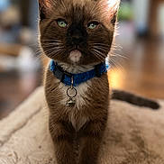 Bear joined the competition — help win amazing prizes! animal, bed, bell, blanket, blue_collar, brown_cat, cat, close_up, cute, fur, green_eyes, home, indoor, pet, pointed_ears, portrait, shallow_depth_of_field, sitting, soft_lighting, whiskers