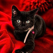 Puma joined the competition — help win amazing prizes! animal, bell, black_cat, charm, close_up, collar, dramatic_lighting, feline, fur, green_eyes, indoors, kitten, lying_down, paw, pet, pointed_ears, portrait, red_blanket, sitting, whiskers