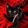 animal, bell, black_cat, charm, close_up, collar, dramatic_lighting, feline, fur, green_eyes, indoors, kitten, lying_down, paw, pet, pointed_ears, portrait, red_blanket, sitting, whiskers