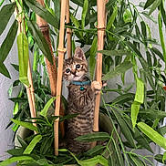 Kelly joined the competition — help win amazing prizes! animal, bamboo, bell, cat, climbing, collar, curious, cute, eyes, feline, greenery, indoor, kitten, leaf, nature, pet, plant, playful, pot, young