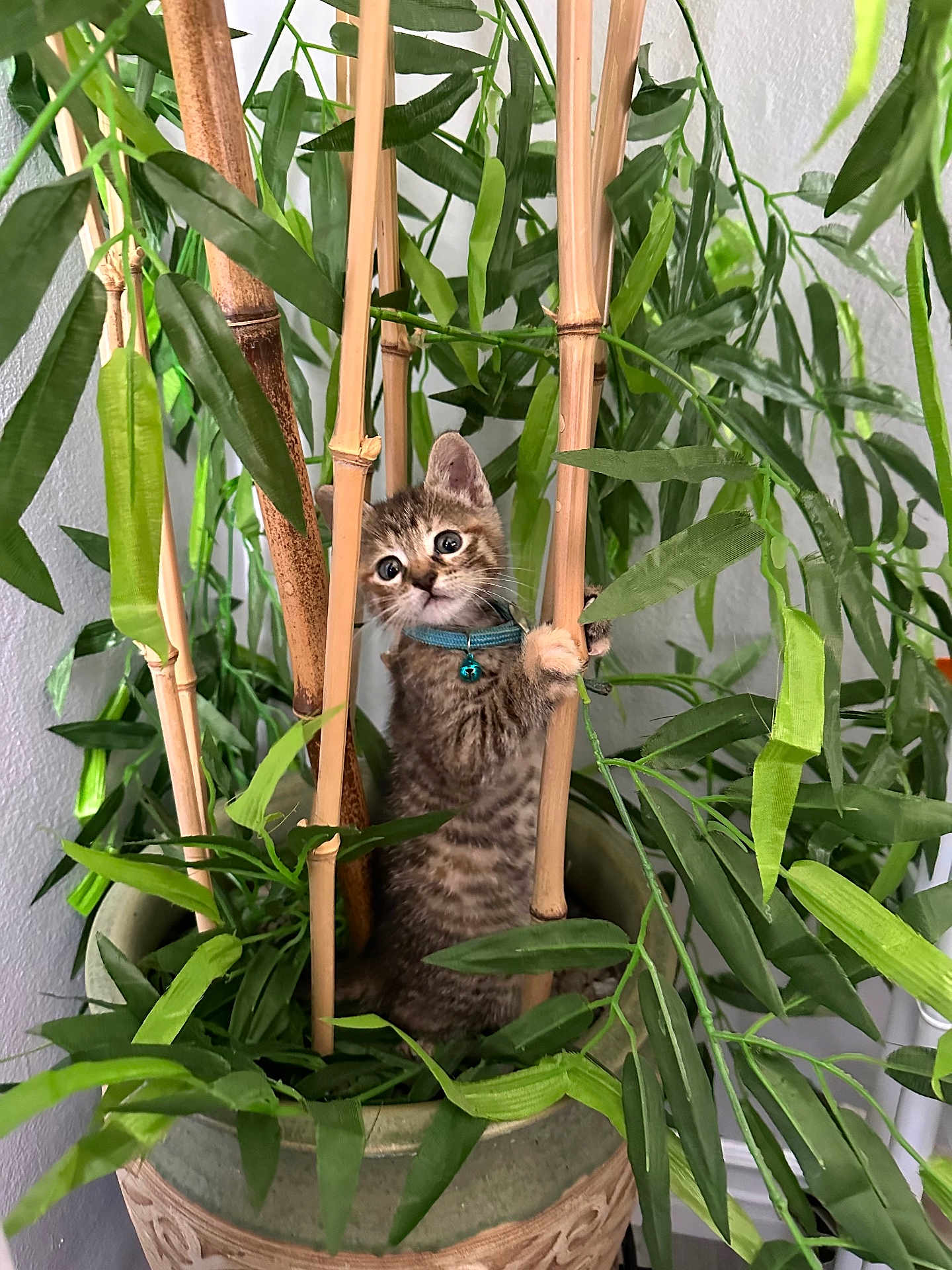 Kelly joined the competition — help win amazing prizes! animal, bamboo, bell, cat, climbing, collar, curious, cute, eyes, feline, greenery, indoor, kitten, leaf, nature, pet, plant, playful, pot, young