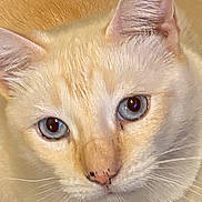 Simba joined the competition — help win amazing prizes! cat, cream_colored, blue_eyes, close_up, pet, fur, whiskers, collar, domestic_animal, looking_up, animal_face, cute, indoor, feline, portrait, alert, animal, soft_texture, ears, nose