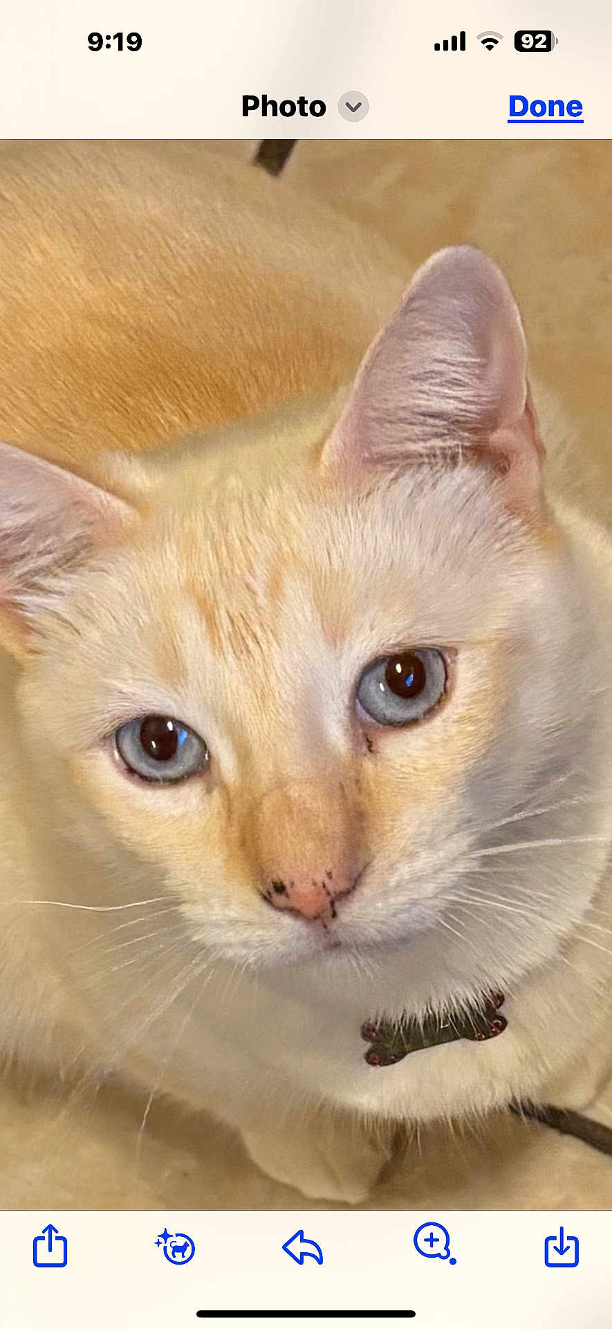 Simba
