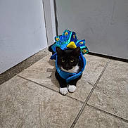Pochita is registered to the contest to win money with this photo: animal, black_and_white, blue, cat, corner, costume, feathers, floor, funny, indoors, looking_at_camera, peacock_costume, pet, portrait, sitting, tile_floor, tuxedo_cat, wall, whiskers, white_paws