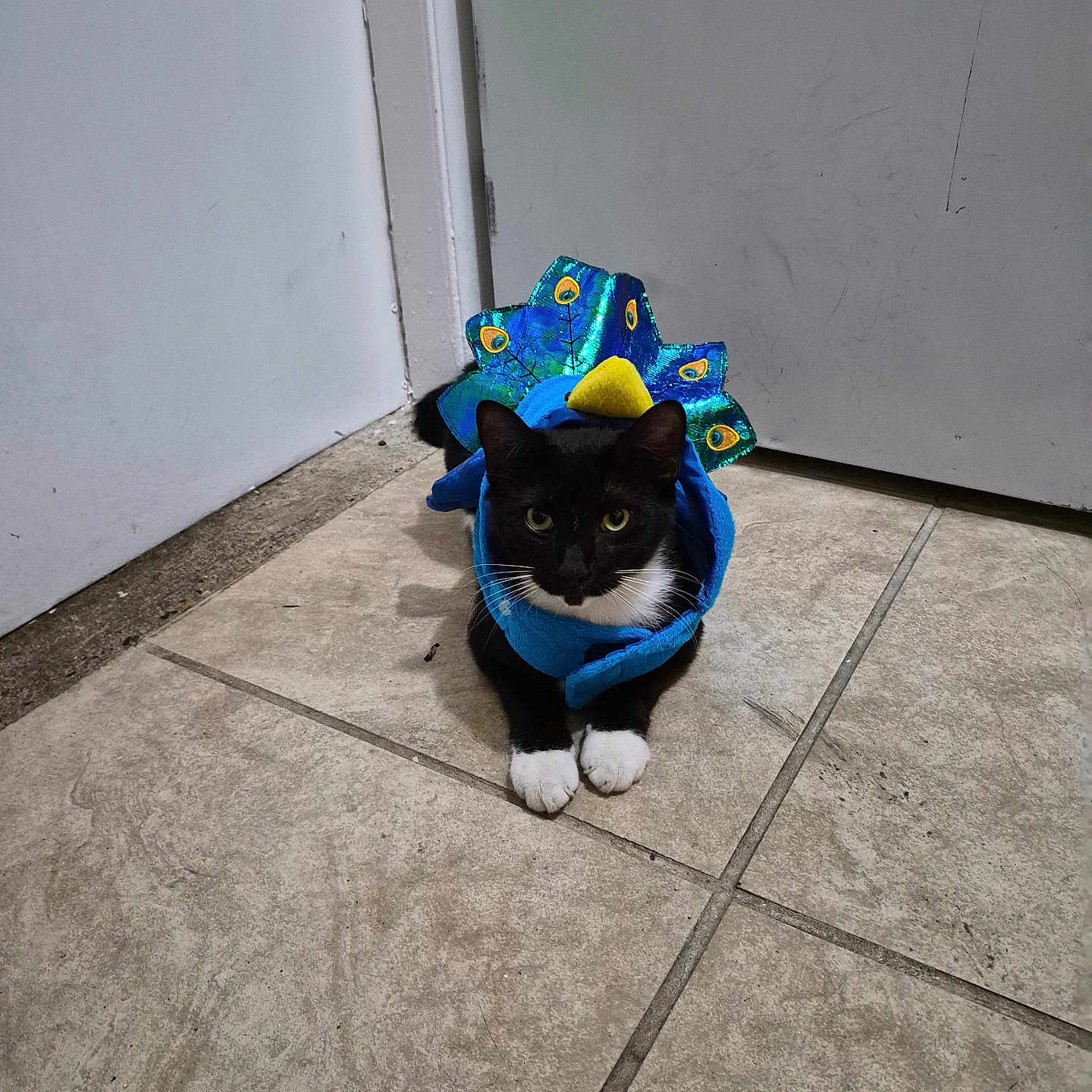 Pochita