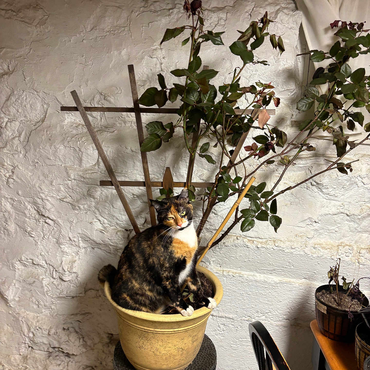 Caitlin joined the competition — help win amazing prizes! black, brown, calico, cat, curious, domestic, feline, greenery, indoor, leaves, orange, pet, plant_pot, potted_plant, stool, table, textured_wall, wall, white, wooden_chair