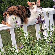 Daisy is registered to the contest to win money with this photo: cat, calico_cat, fence, lavender, flowers, greenery, outdoor, nature, plant, pet, animal, garden, leaf, white_fence, curious, sitting, fur, portrait, tree, summer
