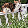 cat, calico_cat, fence, lavender, flowers, greenery, outdoor, nature, plant, pet, animal, garden, leaf, white_fence, curious, sitting, fur, portrait, tree, summer