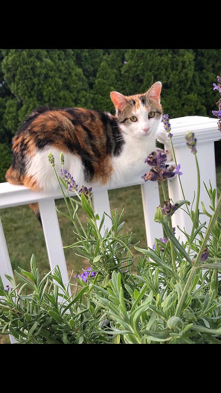 Daisy