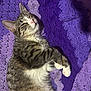 Muffin joined the competition — help win amazing prizes! blanket, cat, closeup, cozy, crochet_blanket, cute, fur, indoor, kitten, nap, paw, pet, portrait, purple_blanket, relaxed, sleeping, striped_fur, tabby, whiskers, white_paws