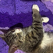 Muffin joined the competition — help win amazing prizes! blanket, cat, closeup, cozy, crochet_blanket, cute, domestic_cat, feline, fur, indoor, lying_down, nap, paw, pet, purple, relaxed, sleeping, tabby_cat, textured, whiskers
