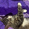 blanket, cat, closeup, cozy, crochet_blanket, cute, domestic_cat, feline, fur, indoor, lying_down, nap, paw, pet, purple, relaxed, sleeping, tabby_cat, textured, whiskers