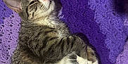 Muffin is registered to the contest to win money with this photo: blanket, cat, closeup, cozy, crochet_blanket, cute, fur, indoor, kitten, nap, paw, pet, portrait, purple_blanket, relaxed, sleeping, striped_fur, tabby, whiskers, white_paws