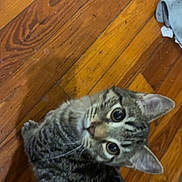 Whiskers is registered to the contest to win money with this photo: cat, tabby_cat, kitten, hardwood_floor, wooden_floor, floor, pet, feline, whiskers, big_eyes, curious, looking_up, stripes, indoor, home, paw, ears, close_up, portrait, shadow