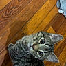 big_eyes, cat, close_up, curious, ears, feline, floor, hardwood_floor, home, indoor, kitten, looking_up, paw, pet, portrait, shadow, stripes, tabby_cat, whiskers, wooden_floor