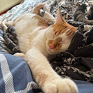 Gizmo joined the competition — help win amazing prizes! animal, bed, blanket, cat, close_up, comfort, cozy, cute, domestic, feline, fur, indoor, nap, orange_and_white, paw, pet, relaxed, resting, sleeping, soft