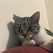 Leo joined the competition — help win amazing prizes! cat, close_up, curiosity, cushion, domestic_animal, ears, eyes, feline, fur, indoor, paw, pet, portrait, resting, shadow, sitting, tabby_cat, upholstery, wall, whiskers