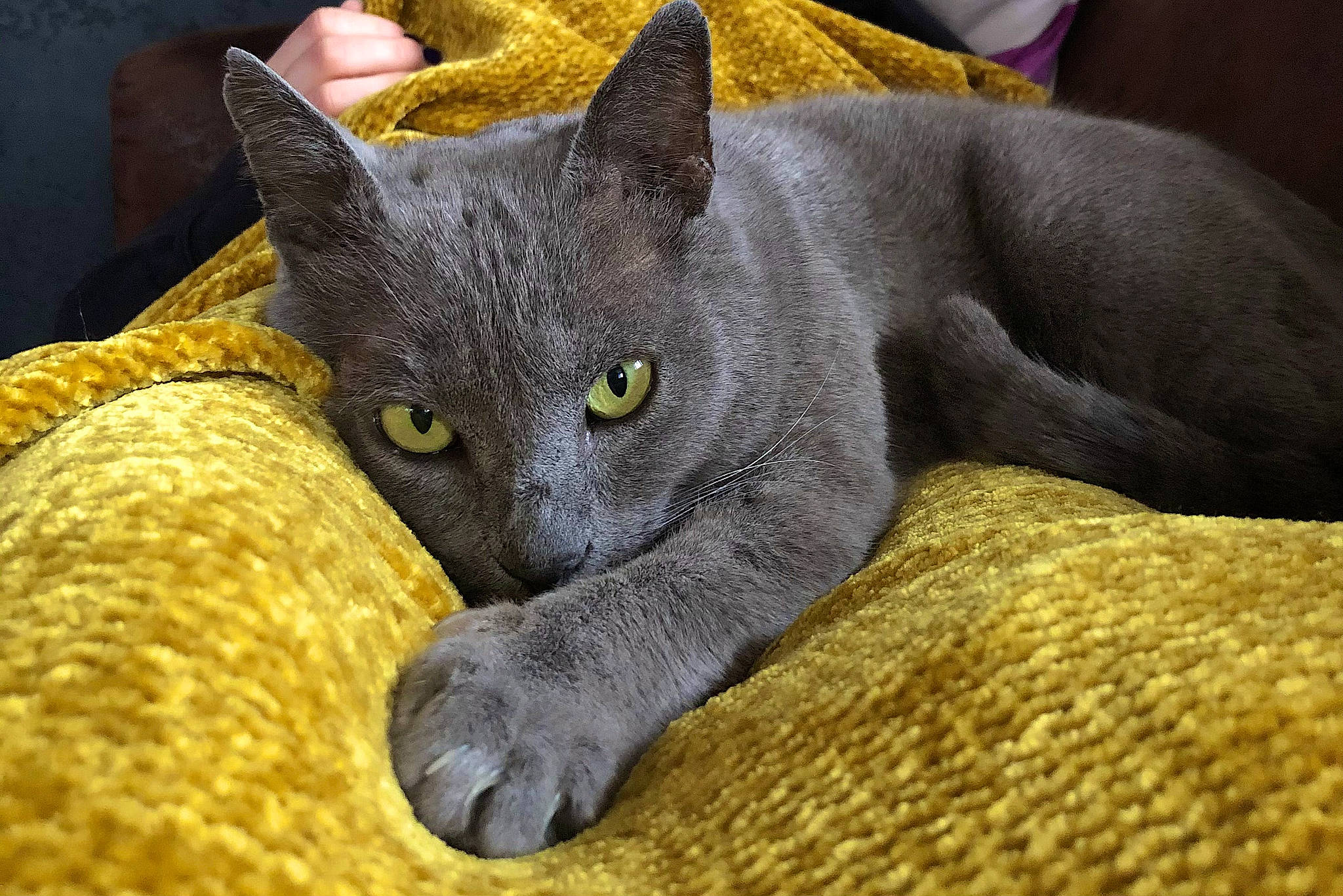 Couscous a rejoint le concours — aidez-le/la à gagner de superbes lots ! black_cat, carnivore, cat, cat_supply, claw, comfort, domestic_short_haired_cat, felidae, fur, grey, paw, russian_blue, small_to_medium_sized_cats, snout, tail, whiskers, yellow