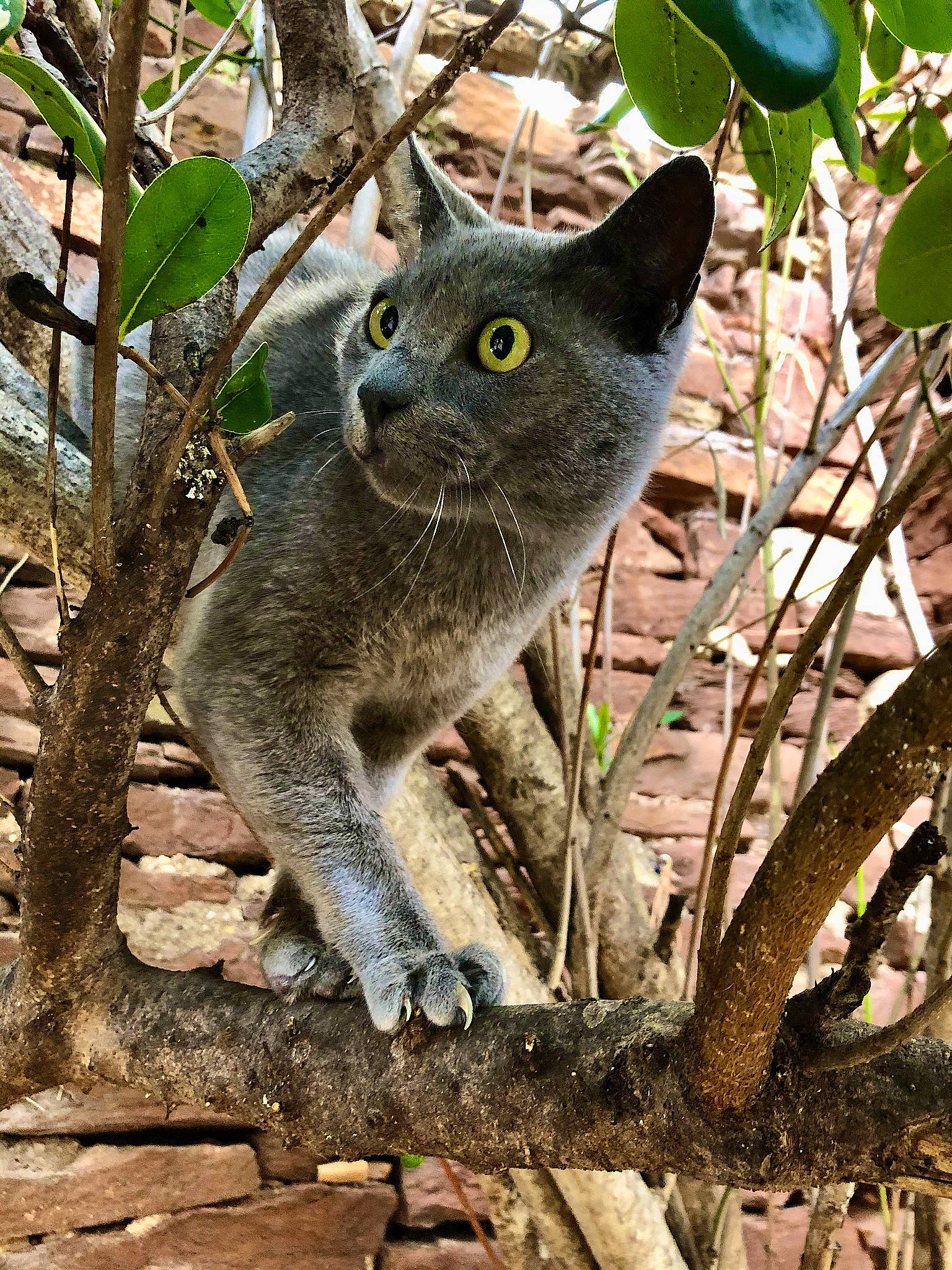 Couscous a rejoint le concours — aidez-le/la à gagner de superbes lots ! branch, carnivore, cat, curious, domestic_short_haired_cat, electric_blue, felidae, fur, plant, russian_blue, small_to_medium_sized_cats, snout, tail, terrestrial_animal, tree, trunk, twig, whiskers, wildlife