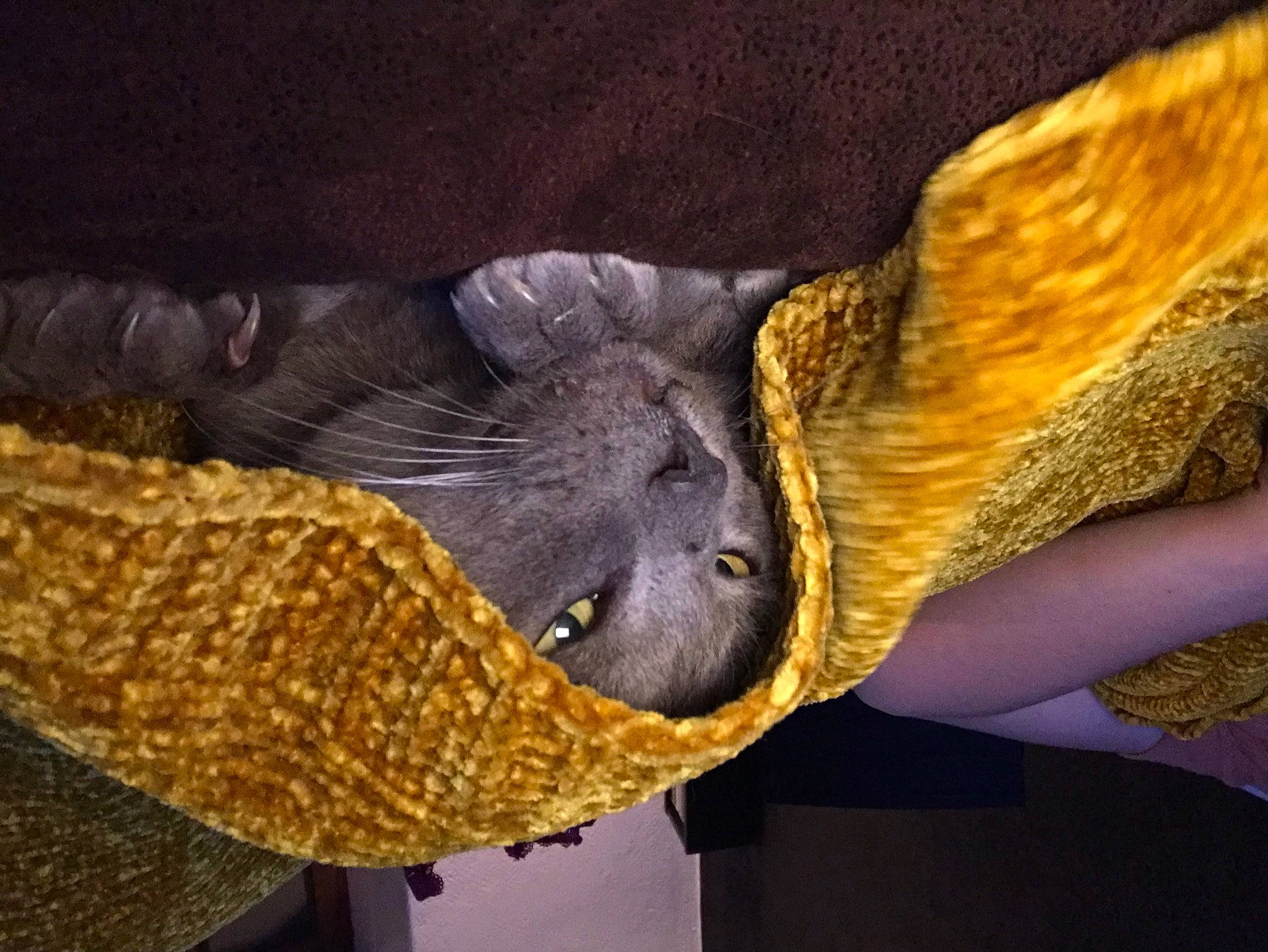 Couscous a rejoint le concours — aidez-le/la à gagner de superbes lots ! bat, beak, bird_of_prey, claw, falconiformes, fawn, feather, felidae, fur, glove, human_leg, reptile, safety_glove, small_to_medium_sized_cats, snout, tail, terrestrial_animal, whiskers, wildlife, wing