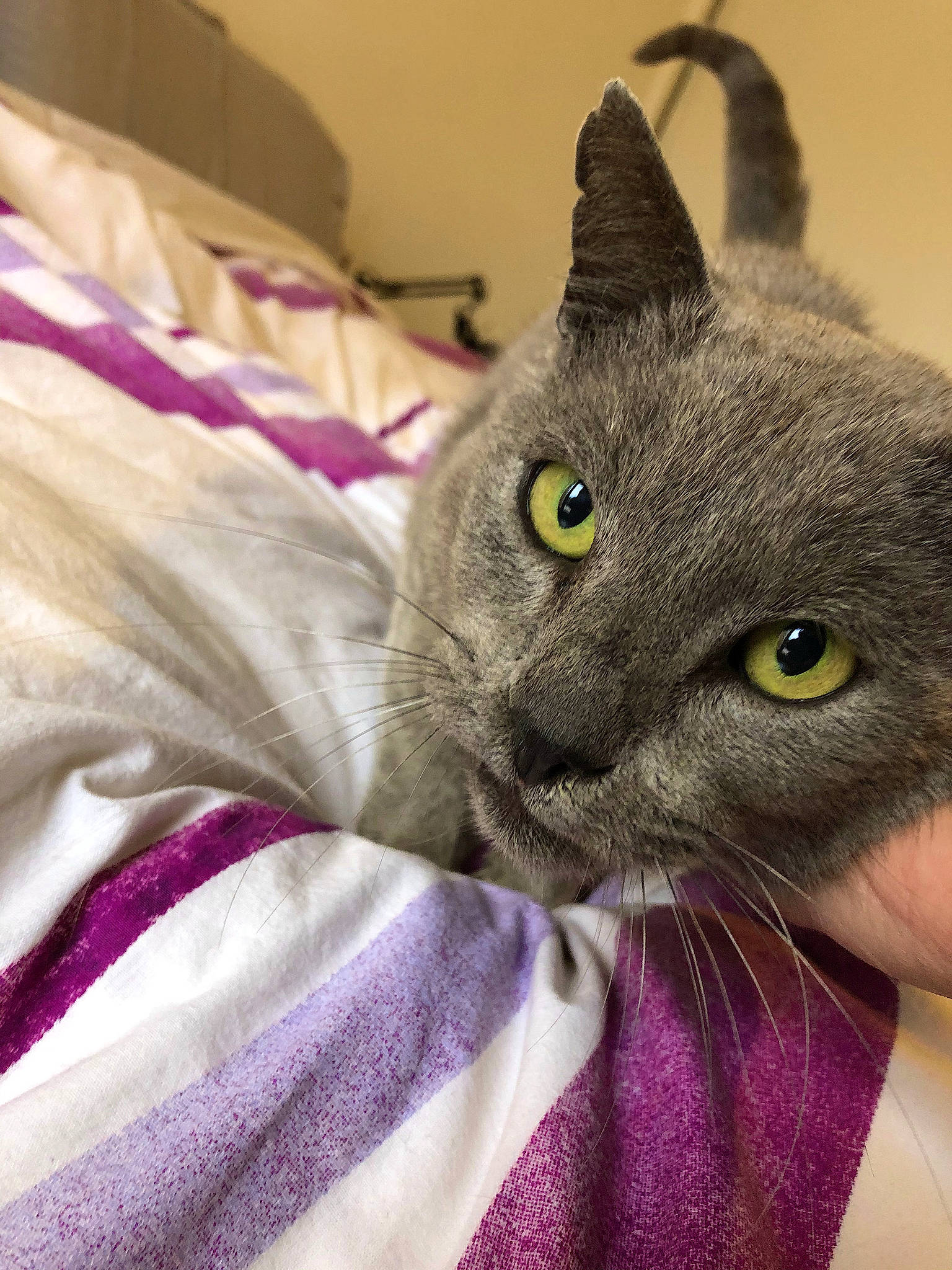 Couscous a rejoint le concours — aidez-le/la à gagner de superbes lots ! carnivore, cat, comfort, domestic_short_haired_cat, ear, felidae, fur, grey, linens, magenta, purple, russian_blue, small_to_medium_sized_cats, snout, whiskers