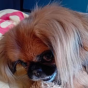 Nala participe au concours pour gagner de l'argent avec cette photo : dog, pet, close_up, portrait, fur, long_hair, muzzle, nose, eye, whiskers, cute, sleepy, toy, bedding, blanket, indoors, brown_fur, black_muzzle, detail_shot, companion