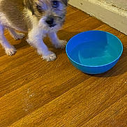 Buddy joined the competition — help win amazing prizes! baseboard, blue_bowl, blur, curious, dog, fur, hardwood_floor, home, indoor, looking_up, paws, pet, playful, puppy, scruffy, small_dog, tilt, wall, water_bowl, wooden_floor