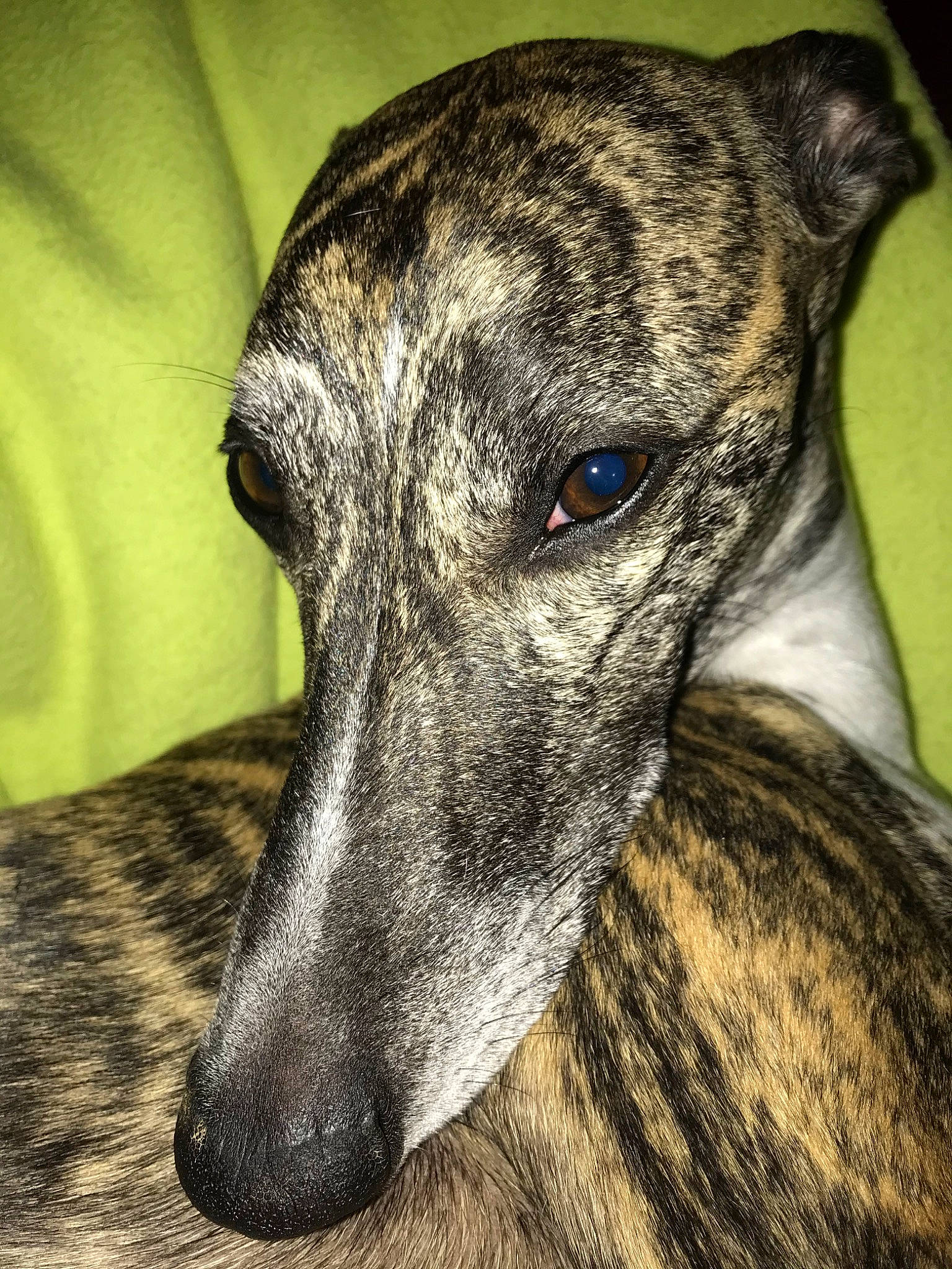 Nobel participe au concours pour gagner de l'argent avec cette photo : azawakh, canidae, carnivore, dog, dog_breed, galgo_espanol, greyhound, hortaya_borzaya, italian_greyhound, lurcher, magyar_agar, mammal, polish_greyhound, rampur_greyhound, sighthound, sloughi, snout, vertebrate, whippet, whiskers