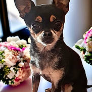 Ipso participe au concours pour gagner de l'argent avec cette photo : alert, animal, black_and_tan, bouquet, chihuahua, companion, cute, dog, domestic_animal, ears, flower, fur, indoor, nose, pet, portrait, sitting, small_dog, table, whiskers