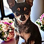 alert, animal, black_and_tan, bouquet, chihuahua, companion, cute, dog, domestic_animal, ears, flower, fur, indoor, nose, pet, portrait, sitting, small_dog, table, whiskers