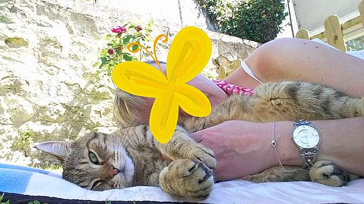 Grisbouille participe au concours pour gagner de l'argent avec cette photo : asian, british_shorthair, carnivore, cat, domestic_short_haired_cat, european_shorthair, fawn, felidae, flower, kitten, mammal, plant, small_to_medium_sized_cats, tabby_cat, whiskers